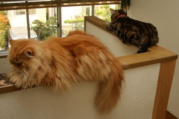 アメリカンショートヘアー・ペルシャ猫