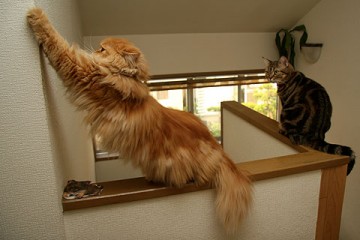 アメリカンショートヘアー・ペルシャ猫