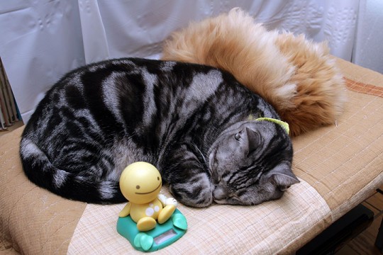 アメリカンショートヘアー　ペルシャ猫