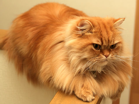 2009年5月15日　「我が家自慢のねこ大集合2　猫ブログコレクション」用のモグ写真
