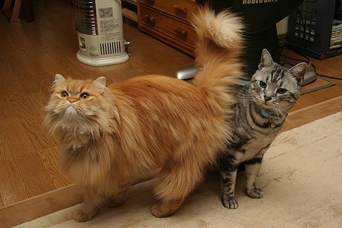 2009年5月16日　「我が家自慢のねこ大集合2　猫ブログコレクション」用のニャンズ写真