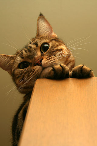 2009年5月15日　「我が家自慢のねこ大集合2　猫ブログコレクション」用のクー写真