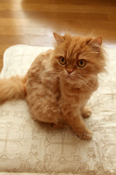 ペルシャ猫　レッドタビー