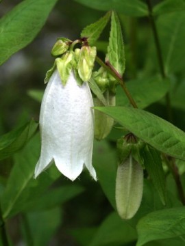 2009年7月3日　ホタルブクロ（たぶんね）