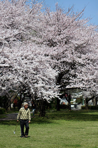 2010年4月8日　近所の公園の桜
