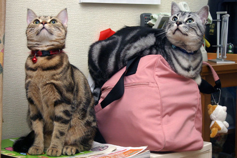 2009年5月16日　「我が家自慢のねこ大集合2　猫ブログコレクション」用のニャンズ写真