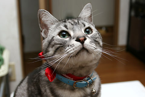 2008年5月14日　「我が家自慢のねこ大集合2　猫ブログコレクション」用タム写真