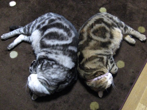 2009年6月10日 久しぶりのシンメトリー